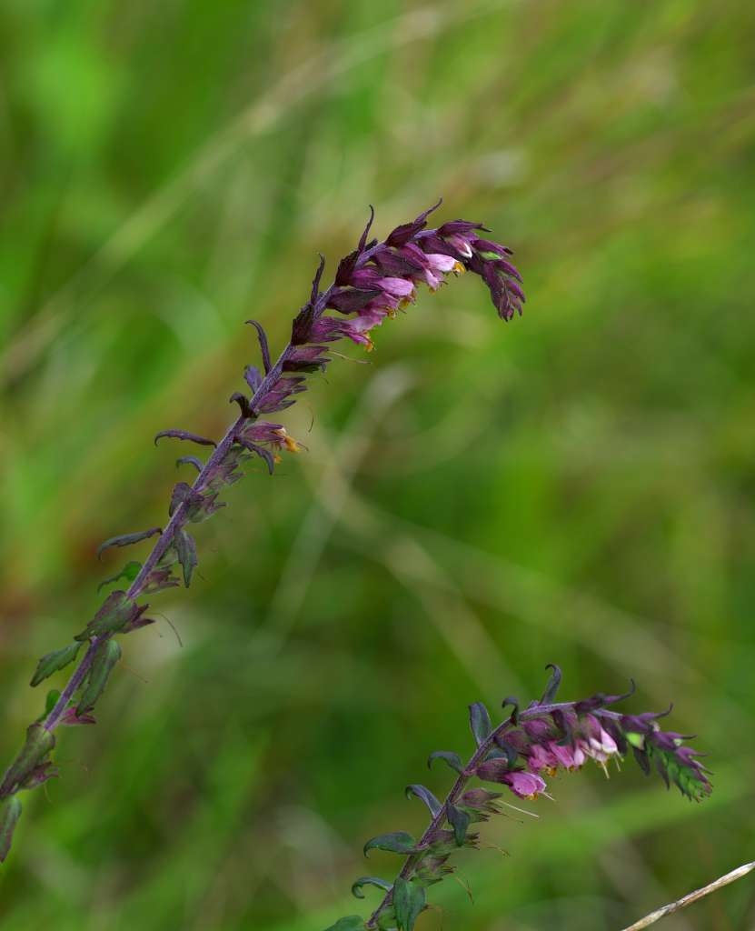 IMGP5829-1024~1.jpg
