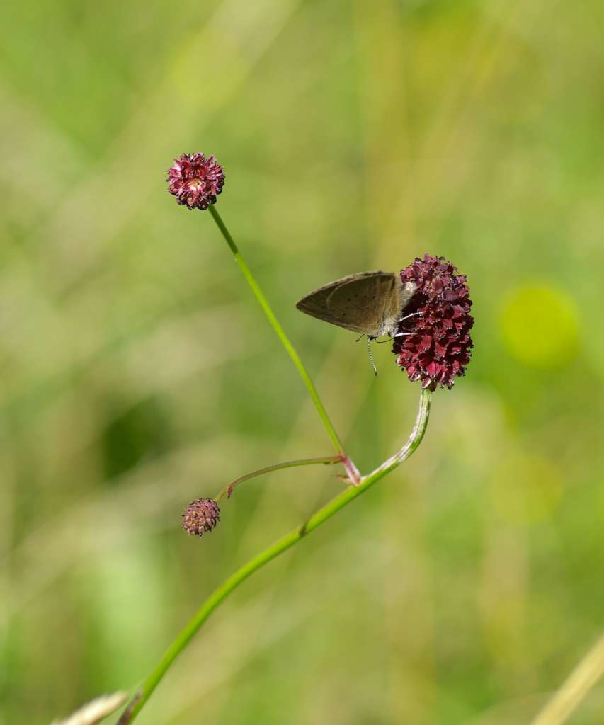 IMGP5829-1024~2.jpg
