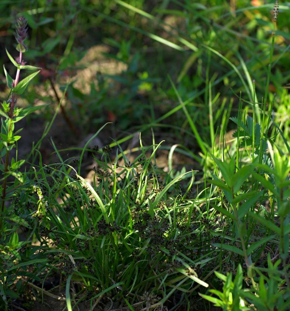 IMGP5876-1024~2.jpg