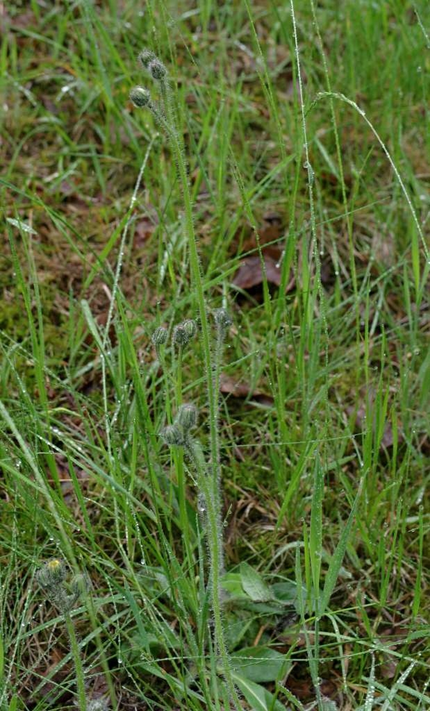 IMGP5932-1024~1.jpg