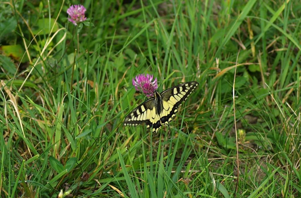 IMGP5982-1024~2.jpg