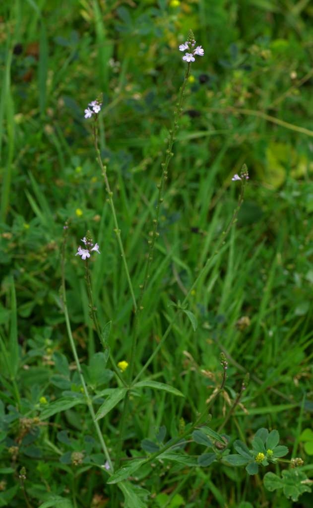 IMGP5997-1024~2.jpg