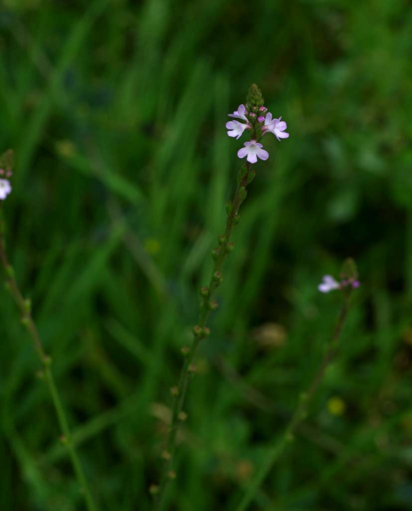 IMGP5998-1024~2.jpg