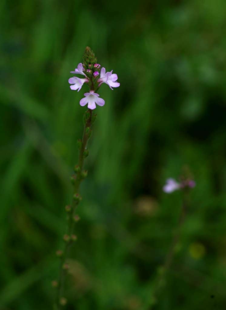 IMGP6000-1024~0.jpg