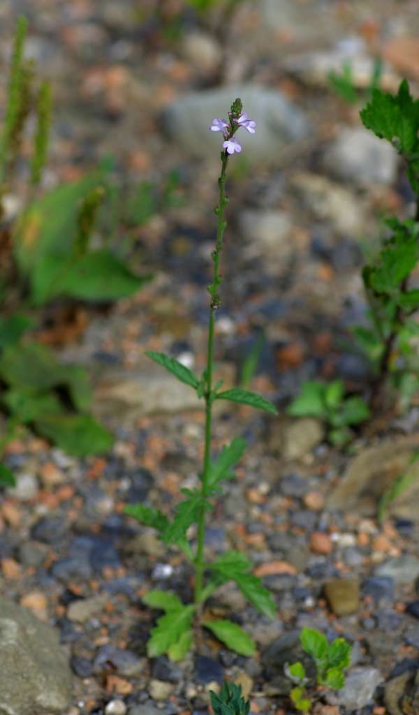 IMGP6009-1024~1.jpg