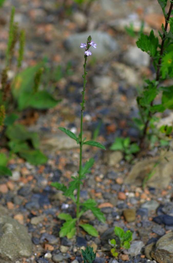 IMGP6010-1024.jpg