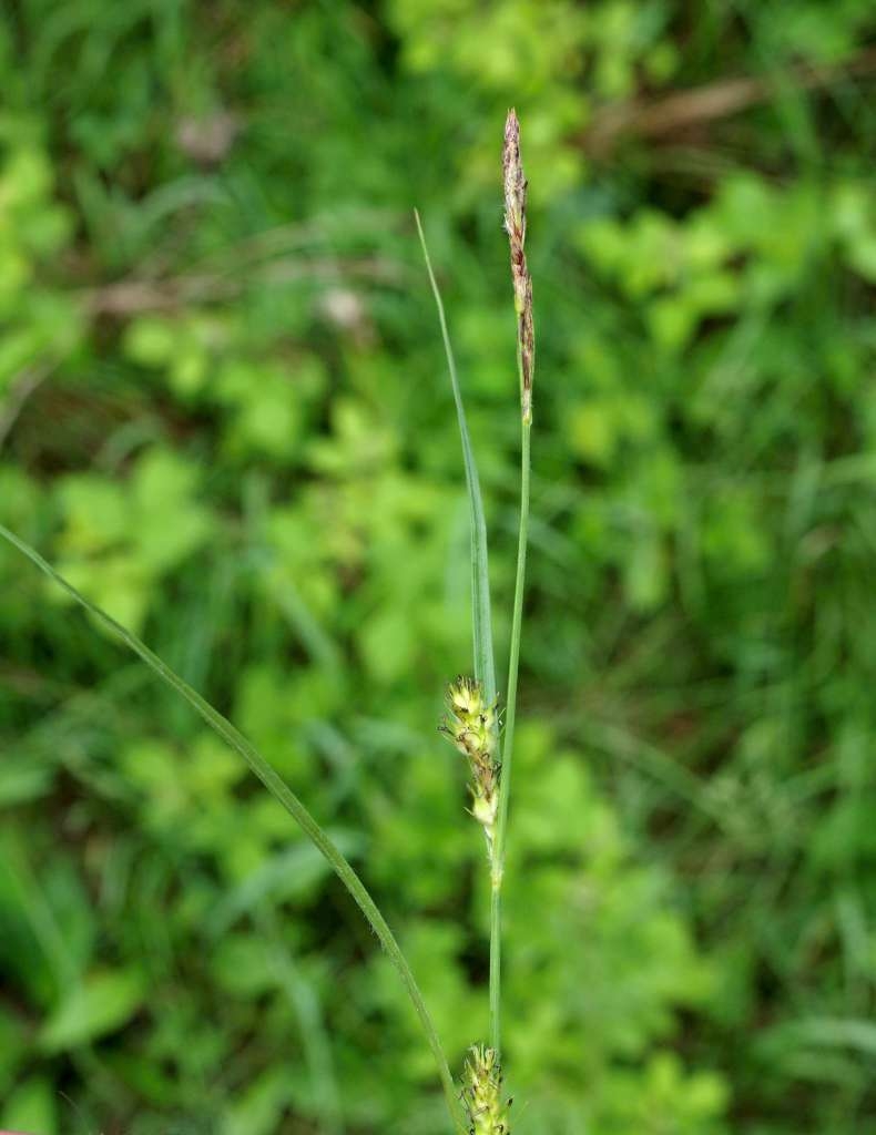 IMGP6010-1024~0.jpg