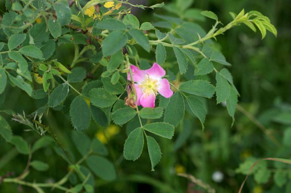 IMGP6015-1024~2.jpg
