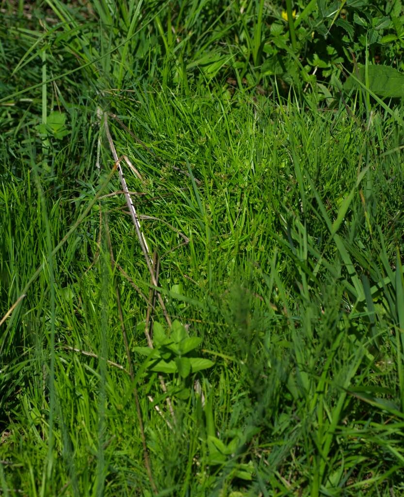 IMGP6021-1024~0.jpg