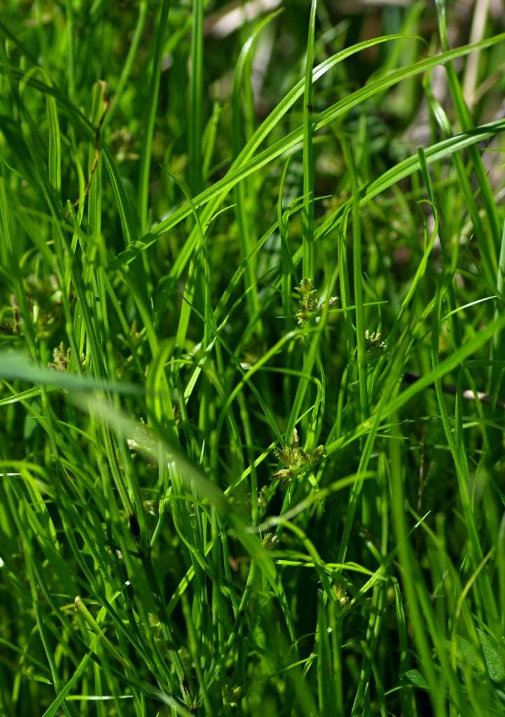 IMGP6031-1024~0.jpg