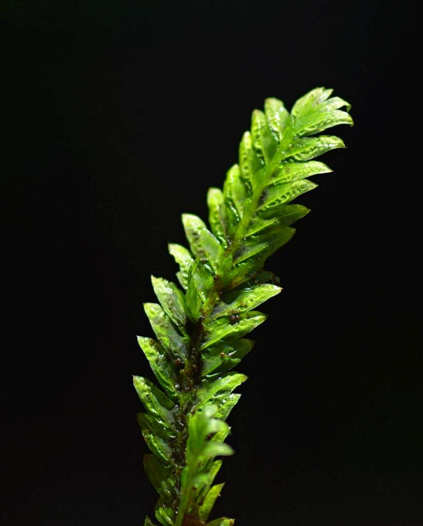 IMGP6039-1024~0.jpg