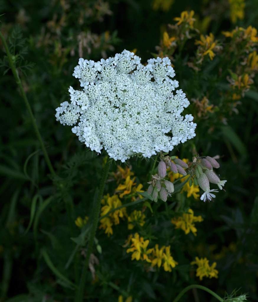 IMGP6056-1024~3.jpg