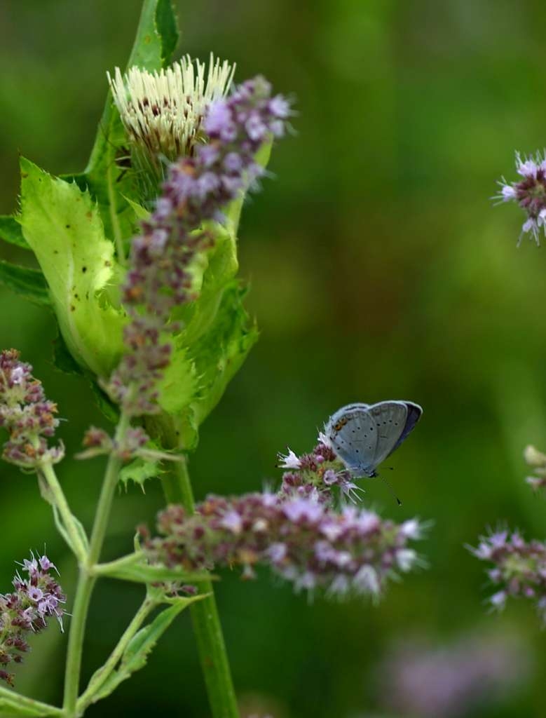 IMGP6060-1024~2.jpg