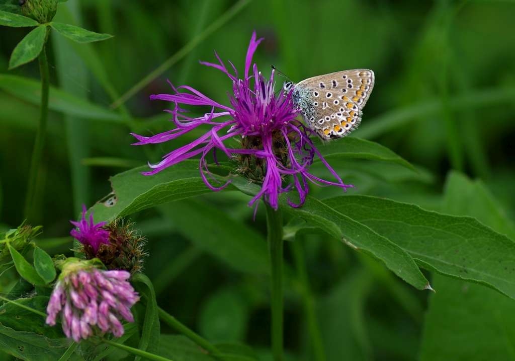 IMGP6067-1024~0.jpg