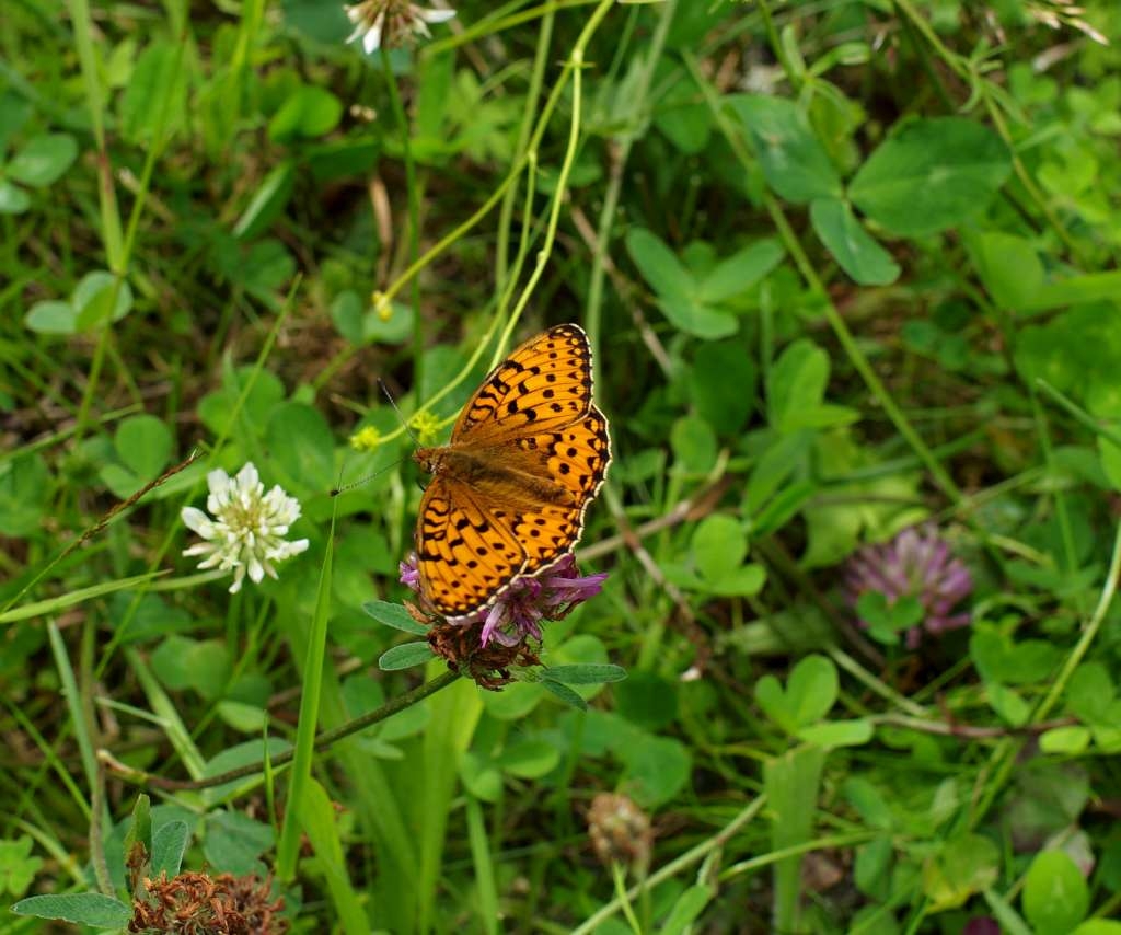 IMGP6083-1024.jpg