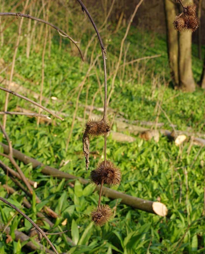 IMGP6090-1024~2.jpg