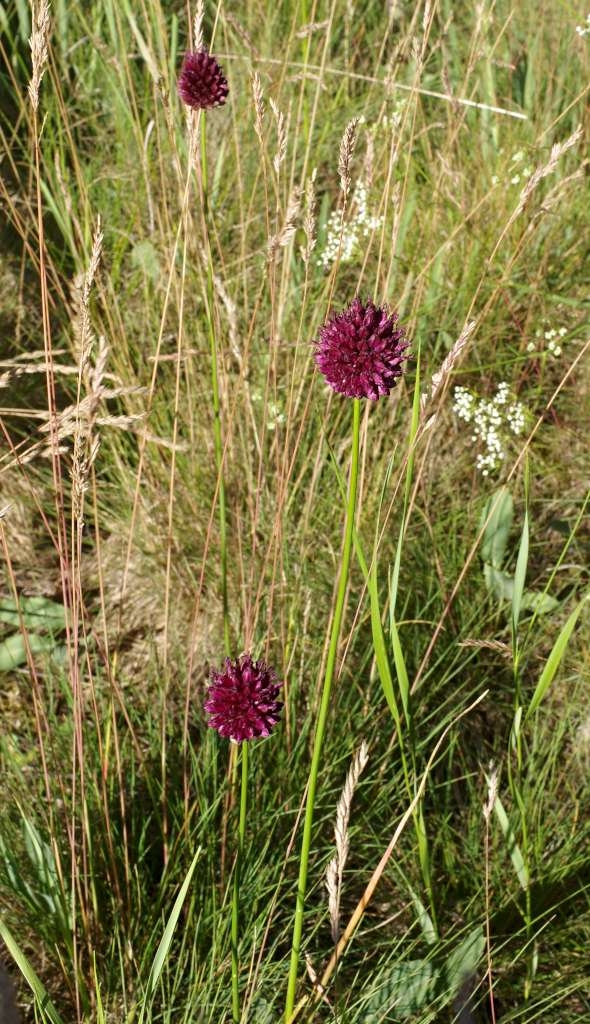IMGP6090-1024~4.jpg