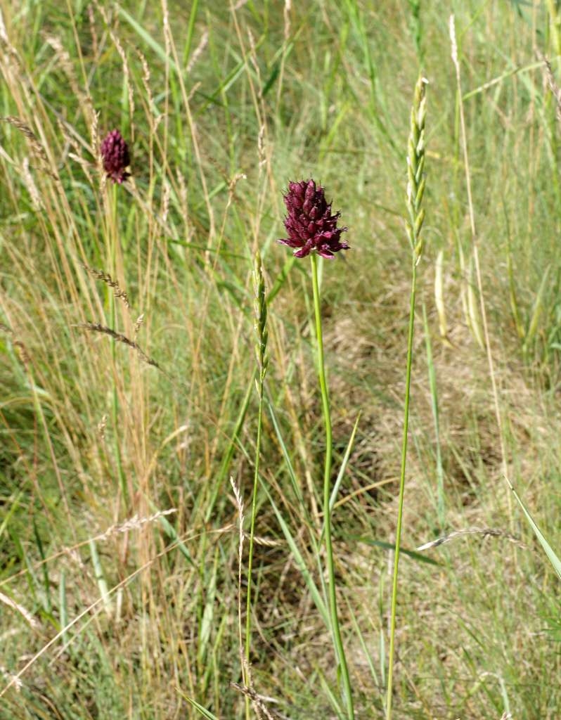 IMGP6093-1024~4.jpg
