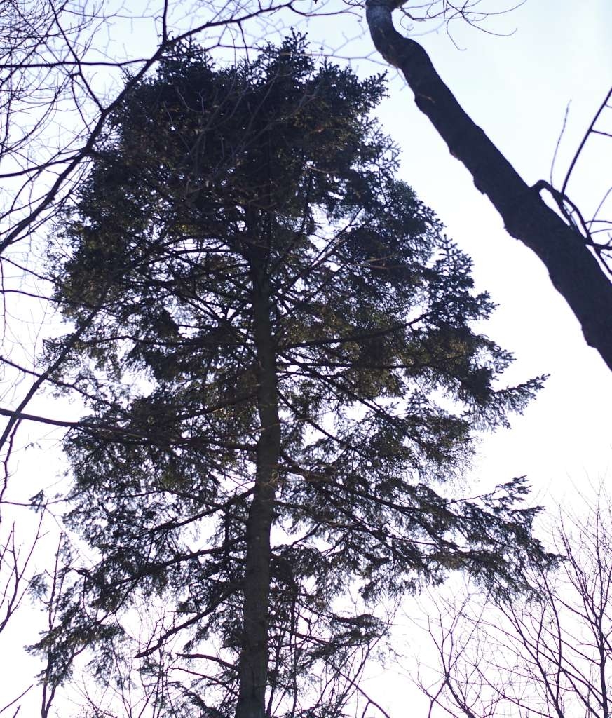 IMGP6100-1024~3.jpg
