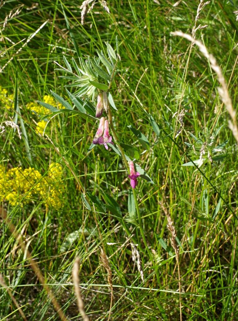 IMGP6105-1024~3.jpg