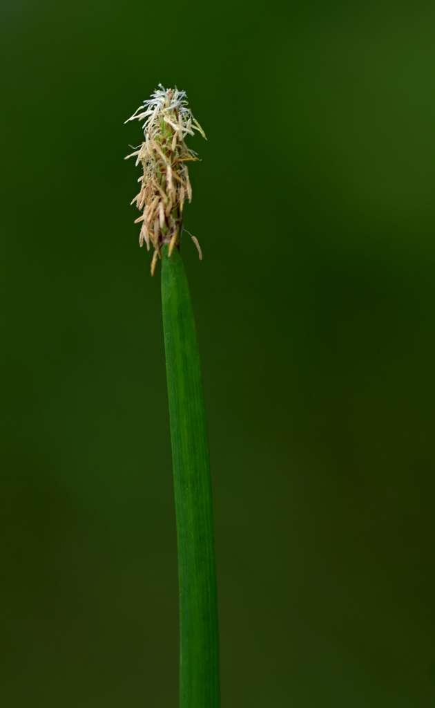 IMGP6106-1024~0.jpg