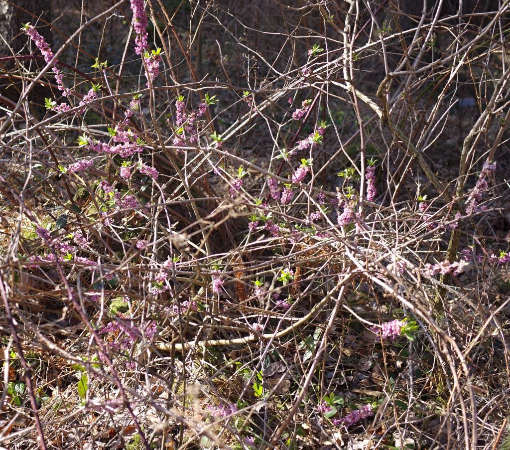 IMGP6106-1024~1.jpg