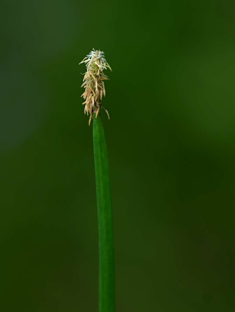 IMGP6107-1024~0.jpg