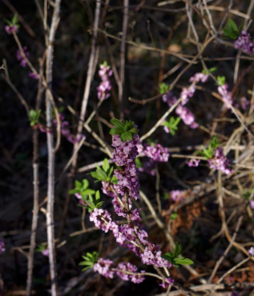 IMGP6110-1024~2.jpg