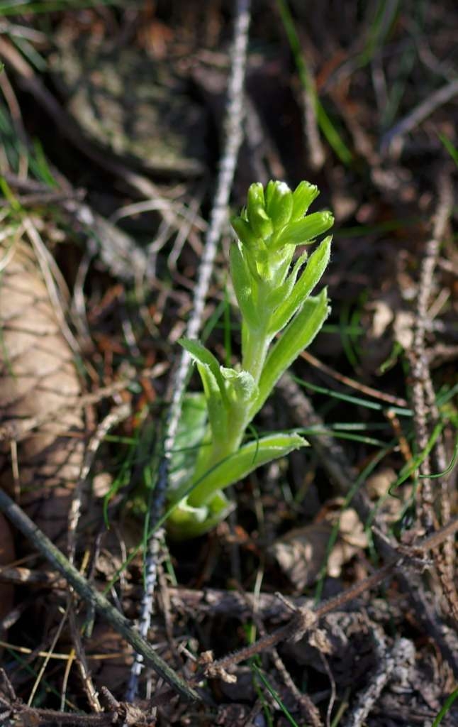 IMGP6113-1024~2.jpg