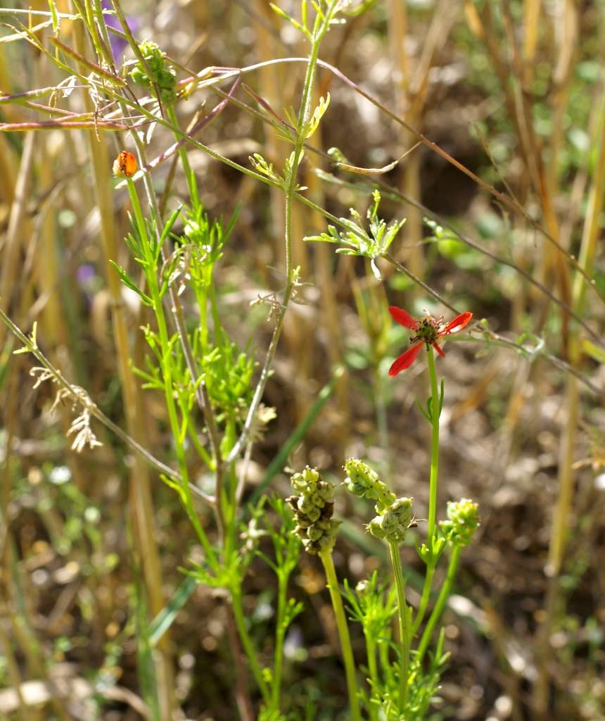 IMGP6124-1024~3.jpg
