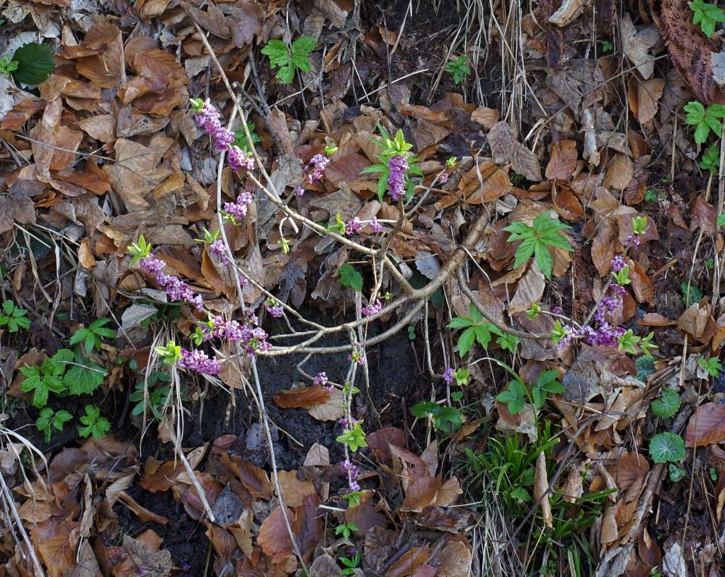 IMGP6127-1024~2.jpg