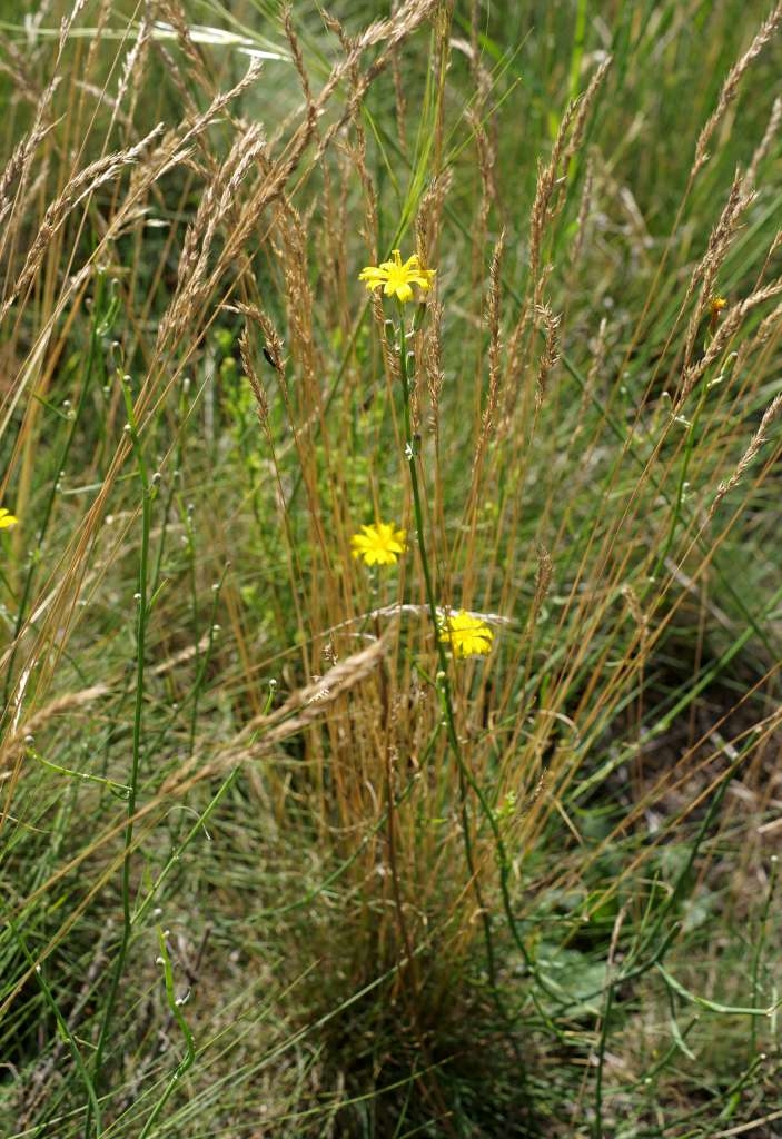 IMGP6127-1024~5.jpg