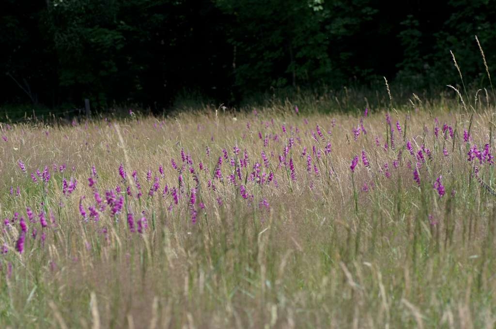 IMGP6135-1024~1.jpg