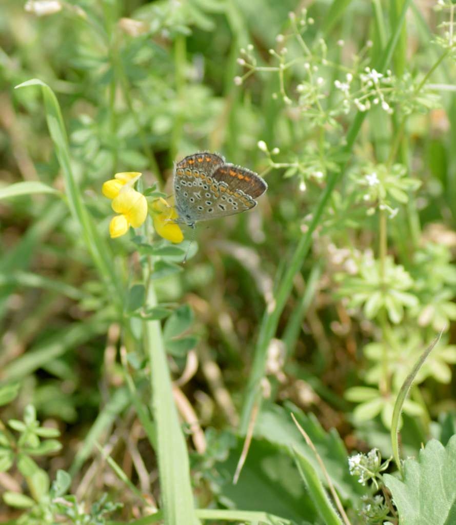 IMGP6173-1024~2.jpg