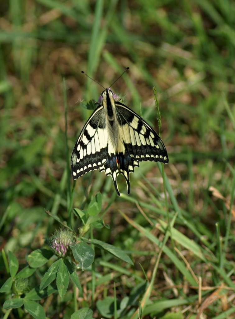 IMGP6179-1024.jpg