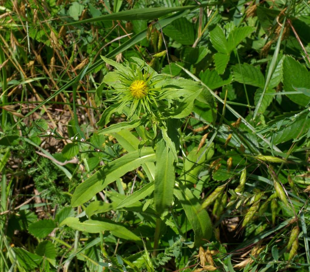 IMGP6210-1024~3.jpg