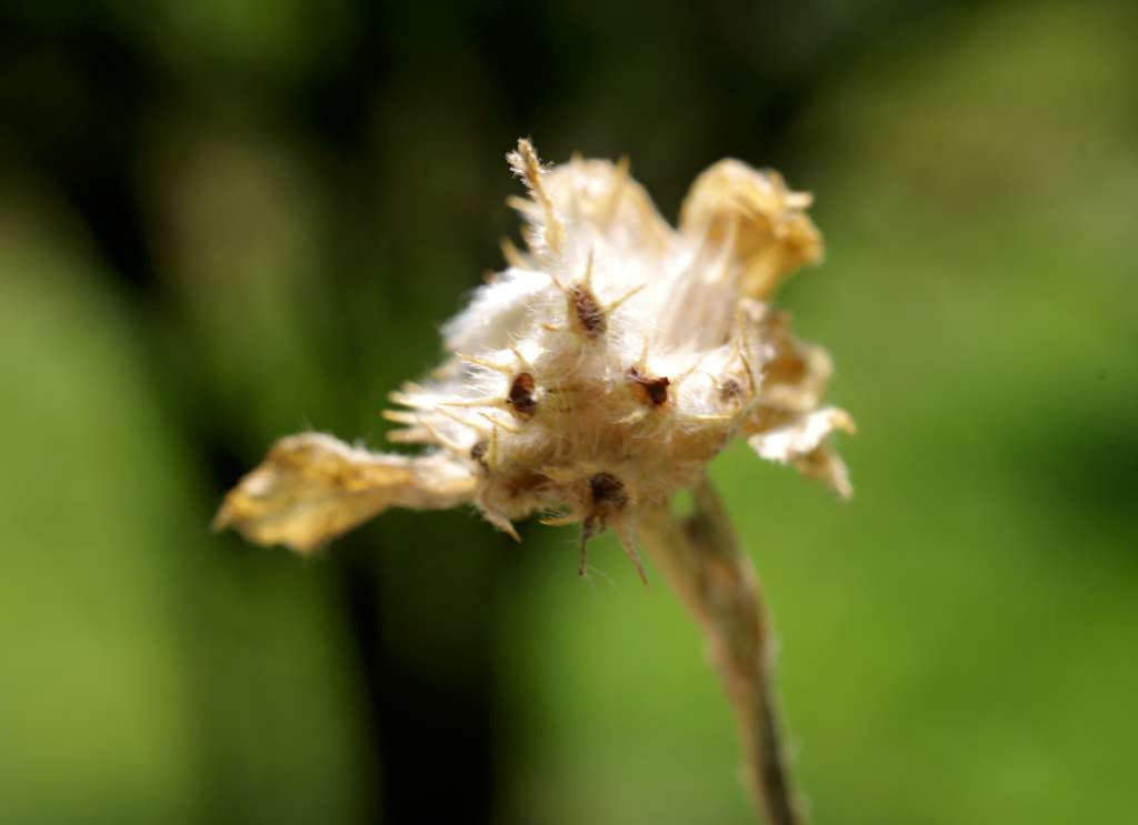 IMGP6217-1024~4.jpg