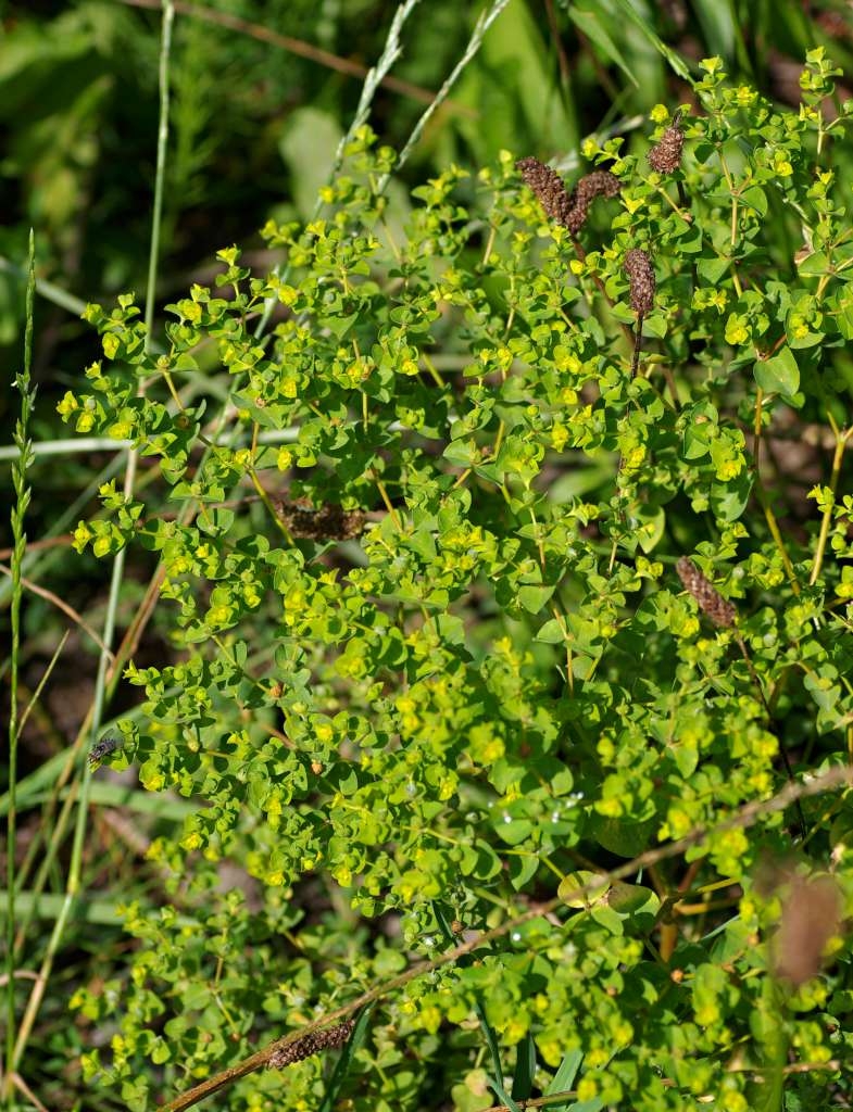 IMGP6222-1024~0.jpg