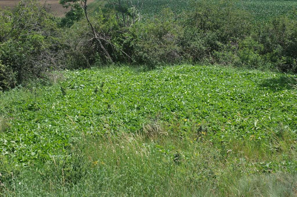 IMGP6222-1024~4.jpg