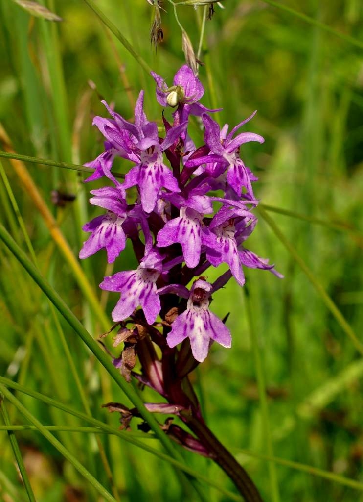 IMGP6226-1024.jpg