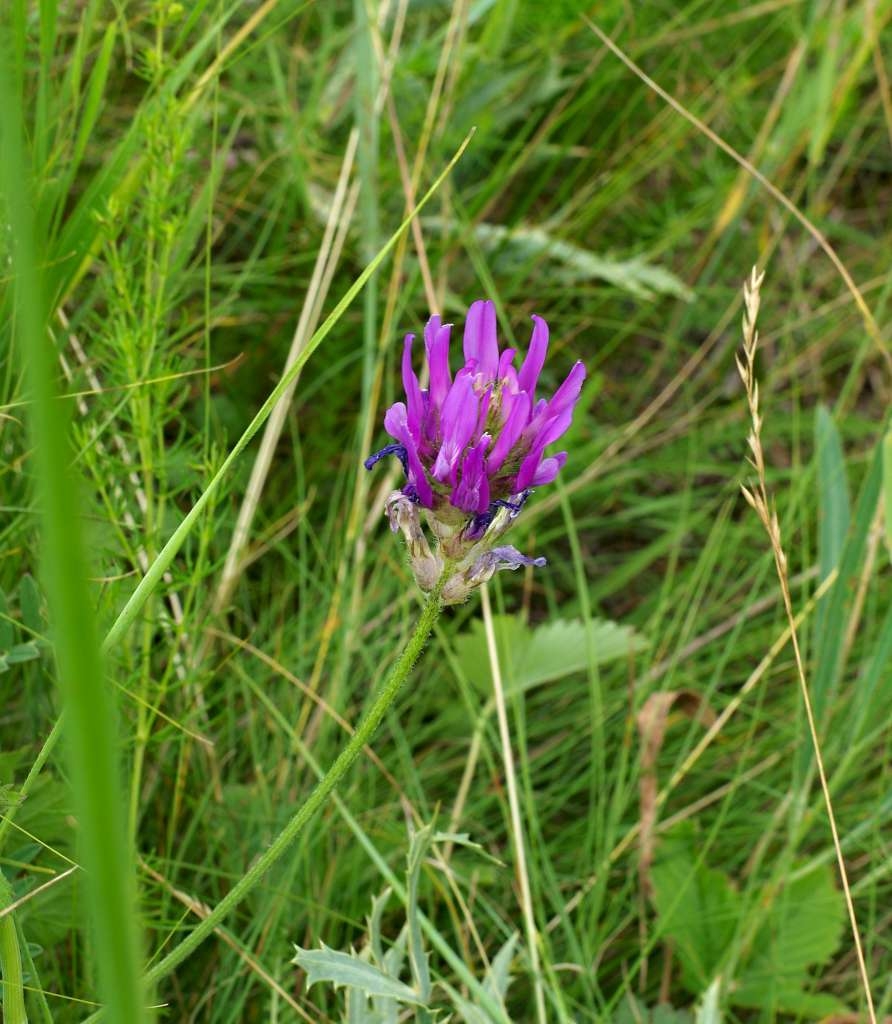 IMGP6239-1024~4.jpg