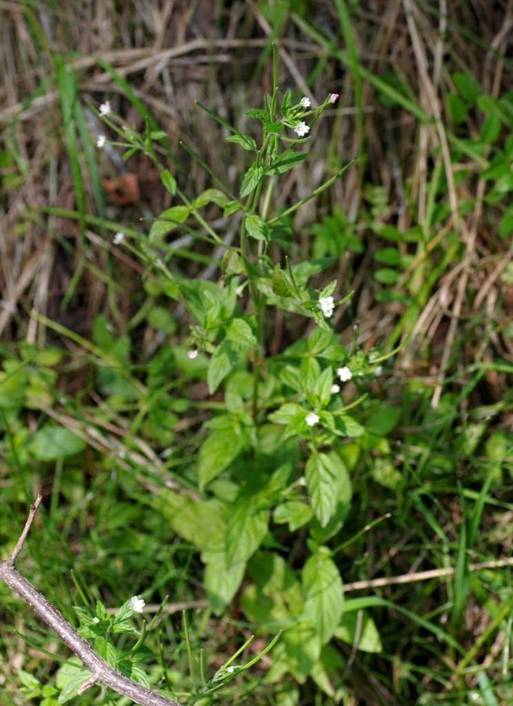 IMGP6241-1024~0.jpg