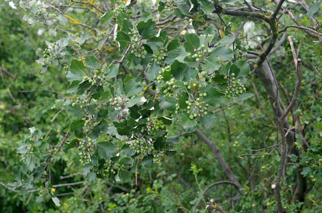IMGP6255-1024~4.jpg