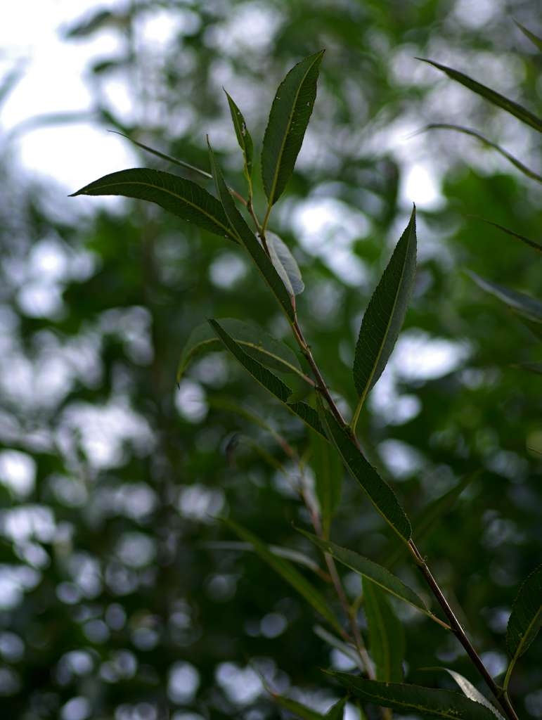 IMGP6279-1024~2.jpg