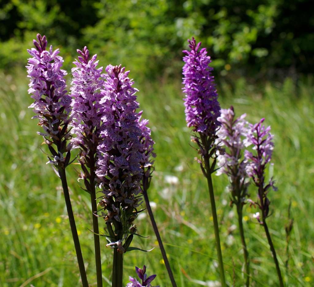 IMGP6307-1024~1.jpg