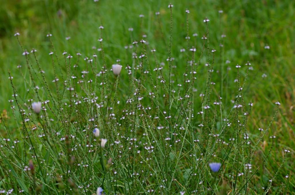 IMGP6310-1024~3.jpg