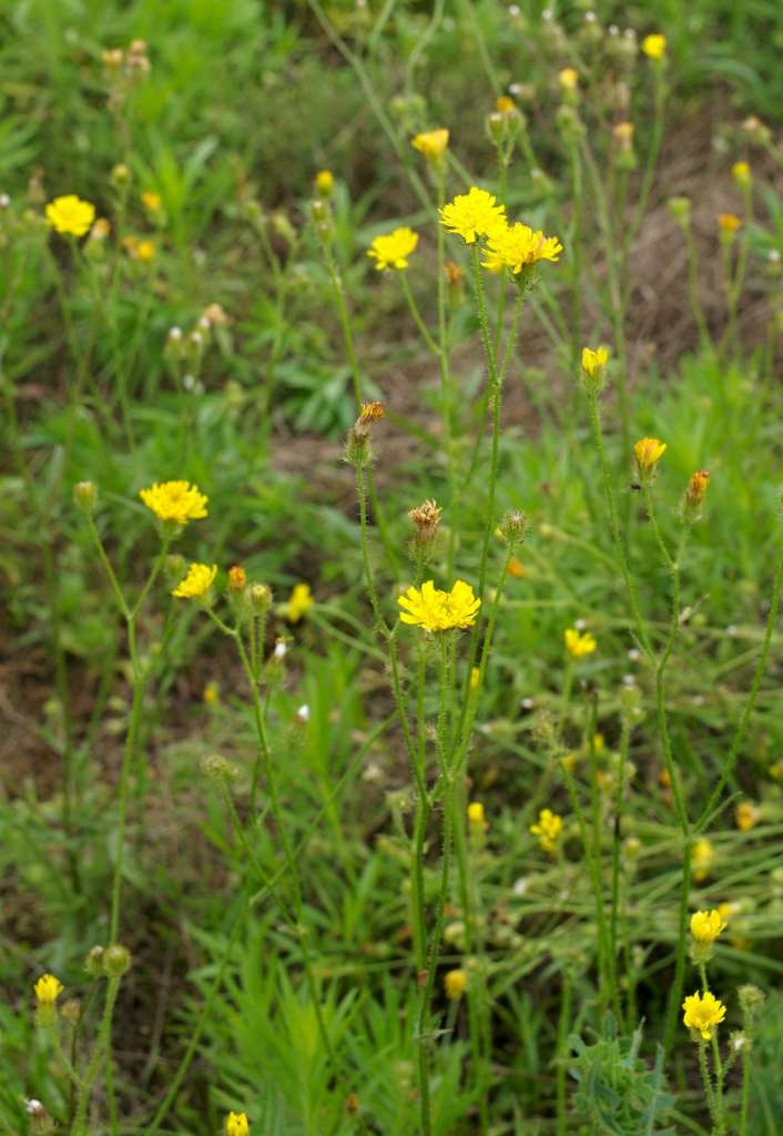 IMGP6333-1024~2.jpg