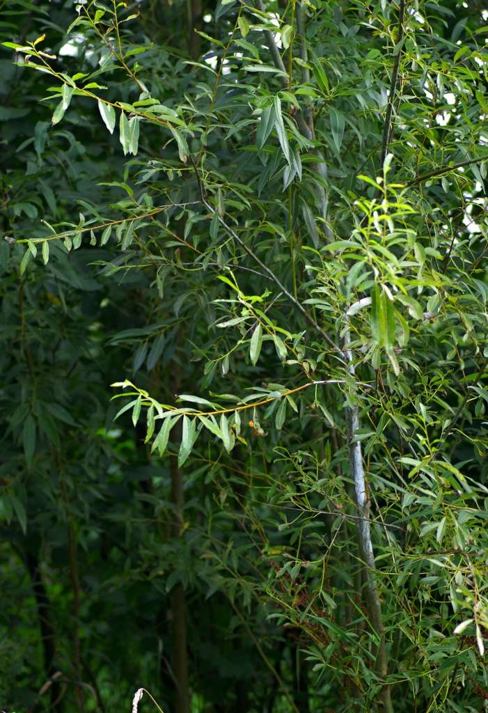 IMGP6359-1024~0.jpg