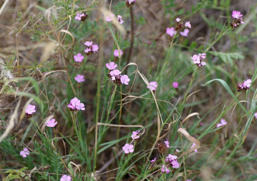 IMGP6359-1024~2.jpg