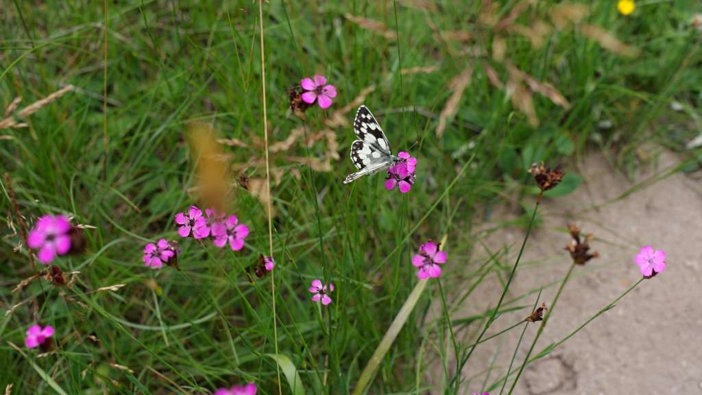 IMGP6392-1024~1.jpg